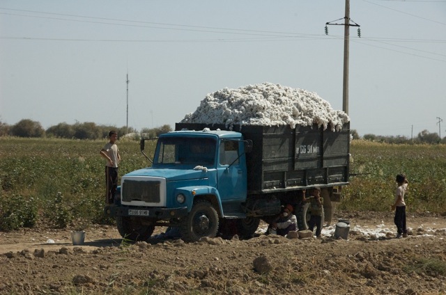 Baumwollernte im Oktober in Hanowuz, Turkmenistan